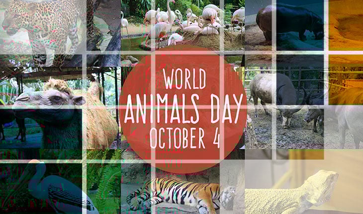 dia-mundial-de-los-animales