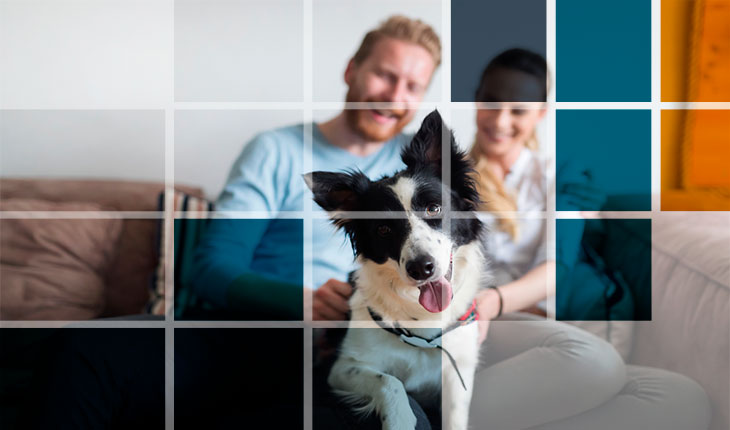 ¿Buscas casa y tienes mascotas? Tienes que leer esto